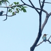 ハチクイ Rainbow Bee-eater