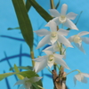 Dendrobium hercoglossum fma. album 'White Angel' BM/ JOGA