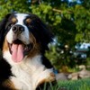 大型犬は、じっと我慢の子であった