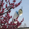 万博記念公園　梅が咲き始めました