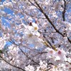 ソメイヨシノ（と冬桜）（バラ科）