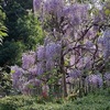 藤の花が咲きました