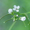 散歩道の花