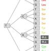 DNA上の塩基配列とアミノ酸の対応関係を木構造で表現する