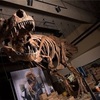 最大のティラノサウルス、スコッティ（理系時事ニュース）