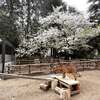 桜と動物　すごいマッチング