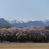 群馬桜_沼田運動公園・諏訪峡・上牧