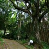 台明寺跡と日枝神社（日吉山王社）、「比企の変」の直後に島津忠久が無事を祈願