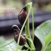 カタモンクビナガハムシの幼虫