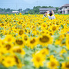 インスタに映えるひまわり畑！マルホ農園さん 四日市【東海ドライブ】