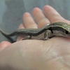 ヒガシニホントカゲのぺろみちゃん