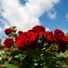 薔薇と青空