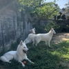 9月中旬ですがまだ暑いですね