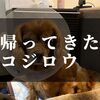 愛犬コジロウ、手術から生還～退院できました【前立腺ガンを克服するの章】