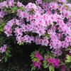 花爛漫