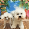 うちのコ🐶お誕生日🎉