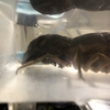 カテマコザリガニ（catemacoensis）孵化/2020