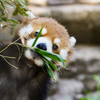 夢見ケ崎動物公園【α6000+SEL18200】