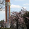 つくばの桜、東京市ヶ谷の桜