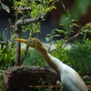 Cattle Egret アマサギ (インドの鳥その60)