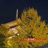 東寺の五重塔と同志社大学のクリスマスイルミネーション