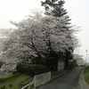 懐かしの中宮第一団地の桜