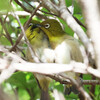 兵庫県加古川）日岡山公園。メジロ（2羽団子？）、ルリビタキ、ウグイス、コゲラ、エナガ、シジュウカラ、ヤマガラ。GIFアニメ。