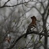 アフリカヤツガシラ(African Hoopoe)