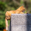 玄界灘離島のねこさん