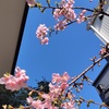 河津桜にヒヨドリ＆宮島厳島神社とシカさん