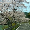 満開の桜の下で新歓ゼミ合宿