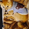 お休み前、だよ