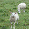 北大農場のひつじさん、初見のコも。