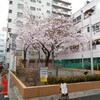 カウラの桜