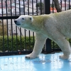 おびひろ動物園　夏期最終週