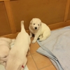 桃ちゃんや白ちゃんや・・・