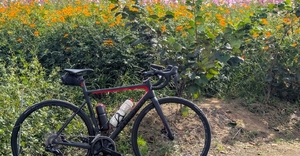 【行ったつもりシリーズ】穴場のコスモス畑とコキアをめぐるサイクリング