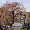 上野公園の桜見てきた！2023