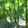 再びオクラの密植栽培を試す