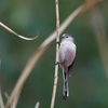 公園の野鳥達