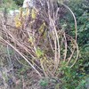 恐るべき菊芋の繁殖力！