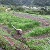 花しょうぶの株分け