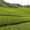 浅刈りで濃い緑色になる茶畑