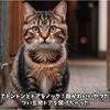 野良猫が助けを求めて我が家にお腹を空かせてやって来た