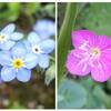 五月晴れの下で見付けた草花や生き物達！