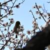 別所　春の光景