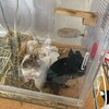 しろごまあん954日目