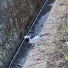 カイアポの新規の畑を開墾中、またも野鳥の会になった。