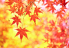 紅葉って…こうよう？…もみじ？…どちが正しい読みなの？
