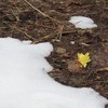 春の妖精　カタクリの花